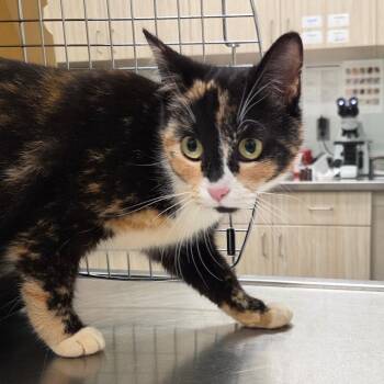 Domestic Short Hair Cats Available for Adoption - Wildflower | PetCurious