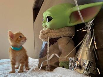 Luke Skywalker -  Tabby Cat for Adoption in Tulsa, Oklahoma - Luke Skywalker | PetCurious