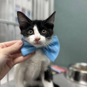 Ghoulia -  Domestic Short Hair Cat for Adoption in Bardstown, Kentucky - Ghoulia | PetCurious