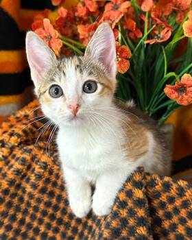 4/3/26 Kim (black) -  Domestic Short Hair Cat for Adoption in Stillwater, Oklahoma - 4/3/26 Kim (black) | PetCurious