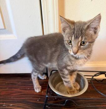 Contreras -  Domestic Short Hair Cat for Adoption in Taycheedah, Wisconsin - Contreras | PetCurious