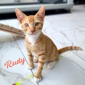 Rudy #brother-of-Rufus -  Tabby and Domestic Short Hair Cat for Adoption in Houston, Texas - Rudy #brother-of-Rufus | PetCurious