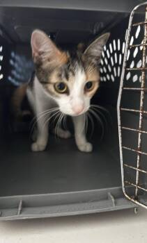 Chloe -  American Shorthair Cat for Adoption in New Bedford, Massachusetts - Chloe | PetCurious