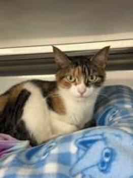 Domestic Short Hair Cats Available for Adoption in Manitowoc, Wisconsin - Chica | PetCurious
