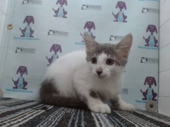 Rescue Domestic Short Hair Cats for Adoption in Orlando, Florida - A583369 | PetCurious