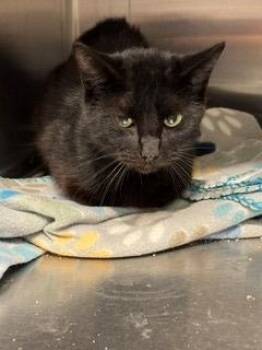 Count Catula -  Domestic Short Hair Cat for Adoption in Sidney, Ohio - Count Catula | PetCurious