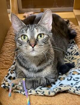 Rescue Domestic Short Hair Cats for Adoption in Spring Brook, New York - Gretchen | PetCurious