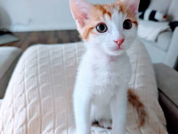 Rescue Domestic Short Hair Cats for Adoption in San Jose, California - Tintin (Courtesy Post) | PetCurious