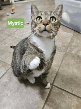 Rescue Domestic Short Hair Cats for Adoption in New Freedom, Pennsylvania - Mystic | PetCurious