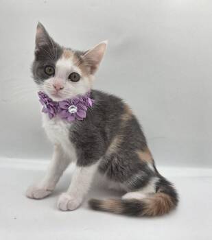 Candy -  Domestic Short Hair and Dilute Calico Cat for Adoption in Attalla, Alabama - Candy | PetCurious