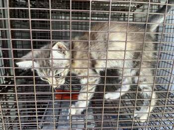 A657406 -  Domestic Short Hair Cat for Adoption in Houston, Texas - A657406 | PetCurious
