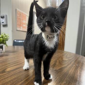 Past -  Domestic Short Hair Cat for Adoption in Clanton, Alabama - Past | PetCurious