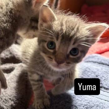 Domestic Short Hair Cats Available for Adoption in Long Beach, California - Yuma | PetCurious