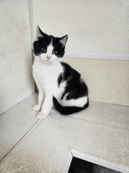 Domestic Short Hair Cats Available for Adoption in Maquoketa, Iowa - CJ | PetCurious