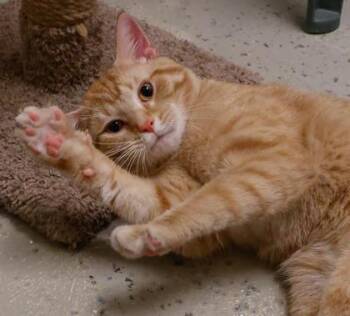 Gustavo -  Domestic Short Hair Cat for Adoption in Verona, Wisconsin - Gustavo | PetCurious