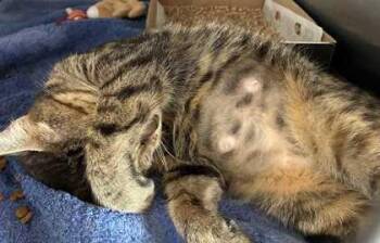 Katie Cat -  Domestic Short Hair Cat for Adoption in New Albany, Indiana - Katie Cat | PetCurious