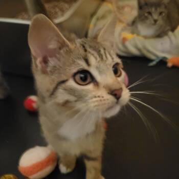 Lilly -  Domestic Short Hair Cat for Adoption in Jessup, Maryland - Lilly | PetCurious
