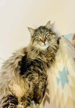 Domestic Long Hair Cats Available for Adoption - Buddy | PetCurious
