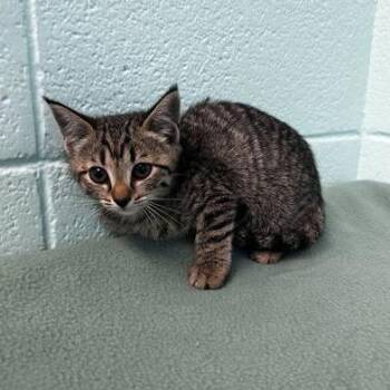 Egg -  Domestic Short Hair and Mixed Breed Cat for Adoption in Spruce Pine, North Carolina - Egg | PetCurious