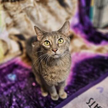 Rescue Domestic Short Hair Cats for Adoption in Old Mill Creek, Illinois - Rena | PetCurious