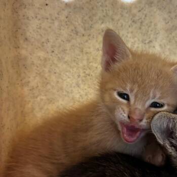 Domestic Short Hair Cats Available for Adoption - Gideon | PetCurious