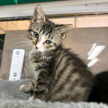 Mick -  Domestic Short Hair Cat for Adoption in West Point, Mississippi - Mick | PetCurious