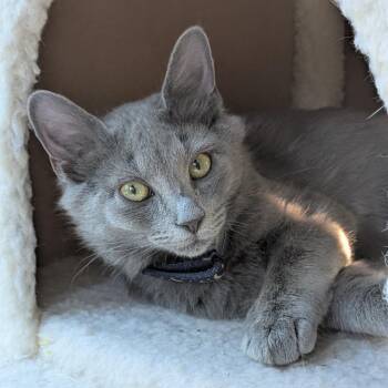 Grey Goose Llanos -  Domestic Short Hair Cat for Adoption in Merrifield, Virginia - Grey Goose Llanos | PetCurious