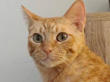 Rescue Domestic Short Hair Cats for Adoption in Portland, Oregon - Lilly Bug | PetCurious