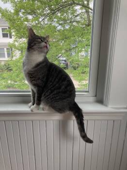 Sizzle -  Domestic Short Hair Cat for Adoption in Worcester, Massachusetts - Sizzle | PetCurious