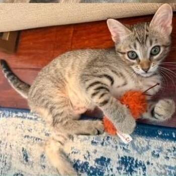 Mila -  Domestic Short Hair Cat for Adoption in Orangevale, California - Mila | PetCurious