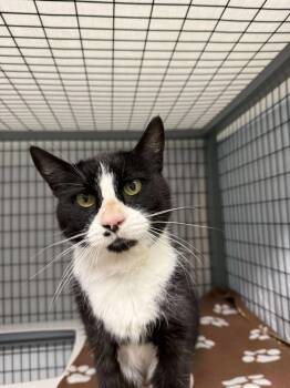 Rescue Domestic Short Hair Cats for Adoption in Grants Pass, Oregon - Gordon | PetCurious