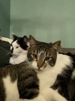 Rescue Domestic Short Hair Cats for Adoption in Vacaville, California - Corsair | PetCurious