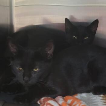 Domestic Short Hair Cats Available for Adoption in Las Vegas, Nevada - Robin | PetCurious