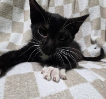 Rescue Domestic Short Hair Cats for Adoption in Burlington, Wisconsin - Barkley | PetCurious