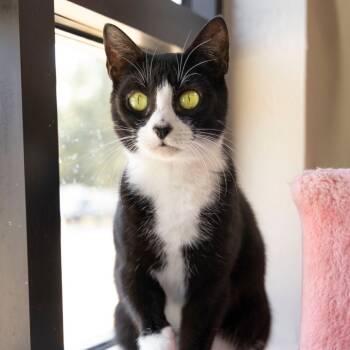 Rescue Domestic Short Hair Cats for Adoption in Gainesville, Florida - Maya | PetCurious