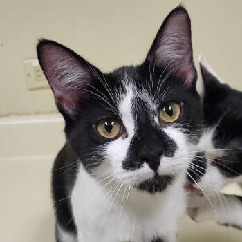 Rescue Domestic Short Hair Cats for Adoption in Grayslake, Illinois - Hunkee | PetCurious