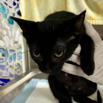 FRANCESCA -  Domestic Short Hair Cat for Adoption in Pensacola, Florida - FRANCESCA | PetCurious