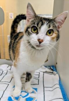 Domestic Short Hair Cats Available for Adoption - MAUI WAUI | PetCurious