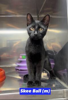 Skee Ball -  Domestic Short Hair and Bombay Cat for Adoption in Montville, New Jersey - Skee Ball | PetCurious