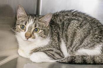 Domestic Short Hair Cats Available for Adoption - KIWI | PetCurious