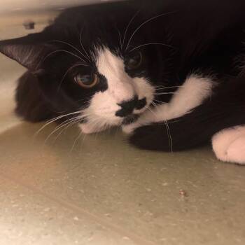 Sargent -  Domestic Medium Hair Cat for Adoption in Norman, Oklahoma - Sargent | PetCurious