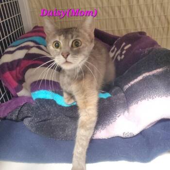 Daisy(mom) -  Domestic Short Hair Cat for Adoption in Diamond Springs, California - Daisy(mom) | PetCurious