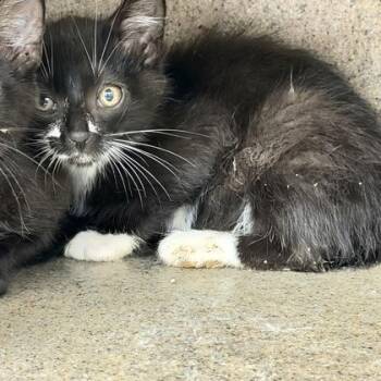 Twig -  Domestic Short Hair Cat for Adoption in Daytona Beach, Florida - Twig | PetCurious