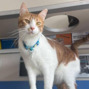Wolf (Maurcio) -  Domestic Short Hair Cat for Adoption in Port Washington, New York - Wolf (Maurcio) | PetCurious