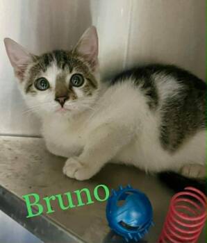 Domestic Short Hair Cats Available for Adoption in Princeton, Indiana - Bruno | PetCurious