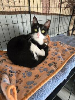 Domestic Short Hair Cats Available for Adoption in Adrian, Michigan - Asha | PetCurious