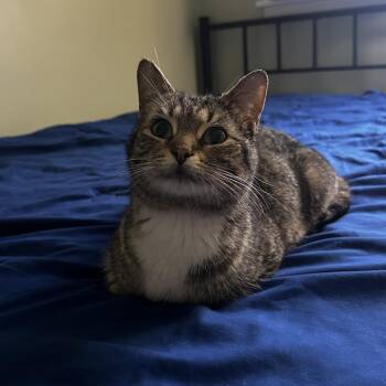 Kristi -  Domestic Short Hair Cat Available for Adoption in Fairport, New York - Kristi | PetCurious
