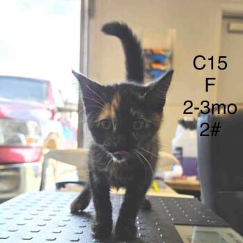 Campfire -  Domestic Short Hair Cat for Adoption in Buffalo, Minnesota - Campfire | PetCurious