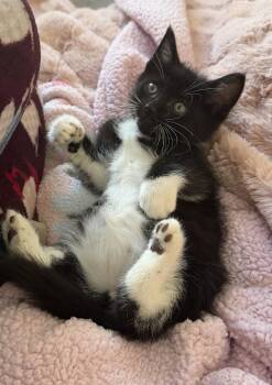 Rolex -  Domestic Short Hair Cat for Adoption in Buford, Georgia - Rolex | PetCurious