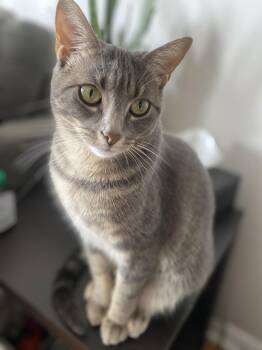 Domestic Short Hair Cats Available for Adoption - Stella | PetCurious
